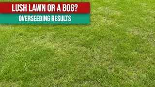 Lush Lawn or Mud-Bath? Lawn Overseeding Results