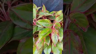Aglaonema Siam Aurora / Aglaonema Red Lipstick/Aglaonema Variety🌱#youtubeshorts #shortsontrending