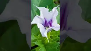 It is strongly recommended not to consume datura #Plants #BotanicalKnowledge #NatureWonders