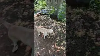 Dog boarding Trivandrum | cage free | off leash | free range | neolokam