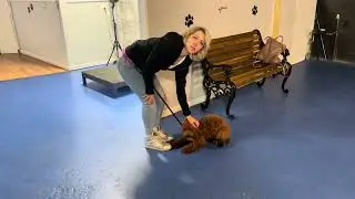 First Night of Puppy Class at Michigan Dog Training
