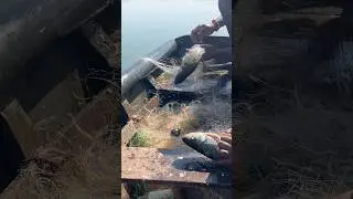 Machali ka sikar