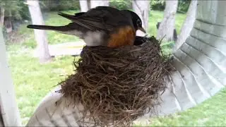 Streaming Live: Robin's Nest Cam