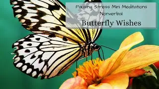 Butterfly Wishes Mini Meditation (Nonverbal)