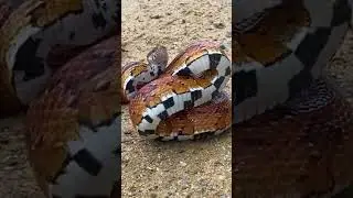 Corn SNAKE STRIKE Bluff 😳 #shorts