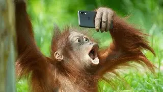 Funniest Monkeys & Animals Doing Human Things! 😂🐒🐾📱