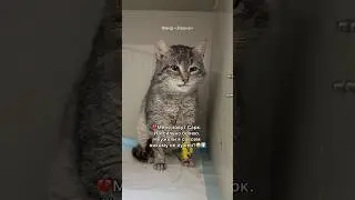 💔Меня зовут Сарк. И я сильно болею. Неужели я совсем никому не нужен?😭