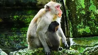 OMG! JANE MONKEY GIVING SOME MILK FOR JAZZY MONKEY, BUT MAYBE SHE IS AFRAID OF MALE MONKEY.