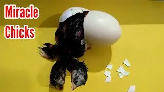 Wonderful Chicks BORN Videos / Miracle Born Baby Egg Hatching / 3MB Vlogs