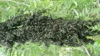 Enjambre de Avispas negras.