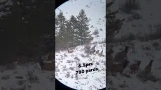 2 Elk 680 yards 6.5 prc // Elk Hunting video kill shot #hunting