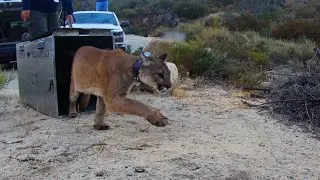 First successful rescue, rehabilitation, and release of a wild cougar in California