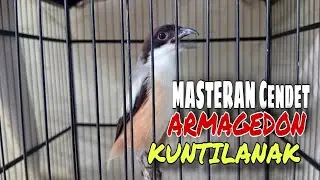 Masteran Burung Cendet Materi ARMAGEDON dan KUNTILANAK