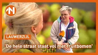 Heel veel fruit oogsten in Lauwerzijl