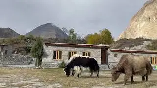 Amazing Beautiful Yaks at Sarai Silk Hotel Passu Hunza