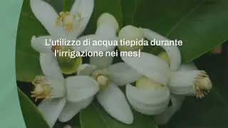 Fioritura dell&rsquo;arancio: come stimolarla anche fuori stagione