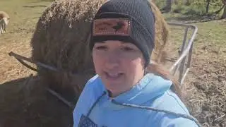 BABY lamb finally born