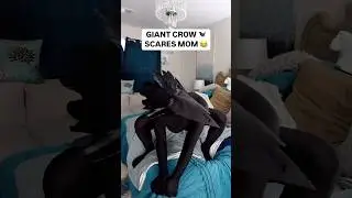 ГИГАНТСКИЙ ВОРОНА ПУГАЕТ МАМУ! 😂💀🫨 *УМОРИТЕЛЬНО*