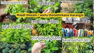 Best place to buy plants @ low cost,in chennai | Chennai green nursery | maadi thotam | gardening