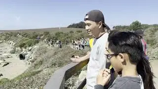 ElephantSeals