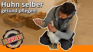 MEIN HUHN IST KRANK &ndash; ATMET SCHWER &ndash; AUGEN GESCHWOLLEN - SELBER GESUND PFLEGEN! WAS KANN ICH TUN?!