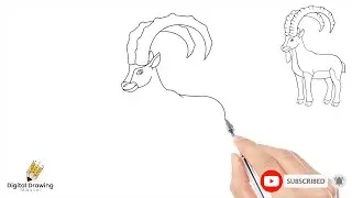 Easy IBEX Drawing for Kids - Step by Step | Digital Drawing Master