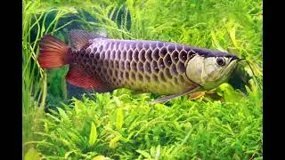 Aravona fish care  for beginner  vasthu fish #viralvideo #aravona #viralreels