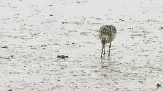 Wading Birds