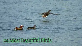 24 Beautiful Water Birds