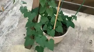 Purple Potato Movie