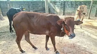 Cow Shiva: LIVE Q&A on Desi Cow Farming! Hen duck live