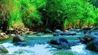 Hidden Forest Ambience with Flowing River Sounds for Rest, Natural Medicine and Deep Sleep