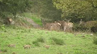 Spelende frislingen , Veluwe . 23-04-2025
