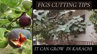 How to grow Fig tree from cutting | Cutting Tips | Injeer | Can Grow in Karachi