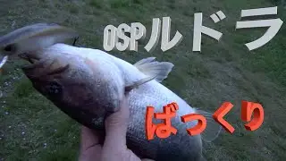 南湖の東岸なら木浜&下物がオススメです
