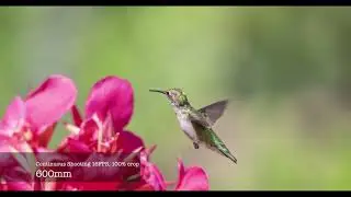 Canon 1DX Mark III samples