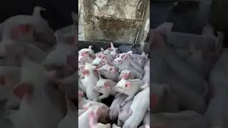 Cold 🥶 weather #pig #pigfeed #agriculturebusiness #animals #highlights