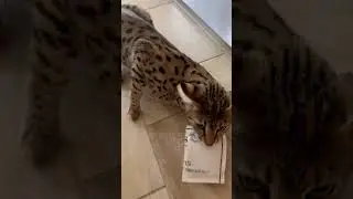 Semi-wild and wholly sly, this feline felon hisses in victory with a frozen meat package .