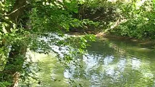 Mild Goose Chase