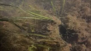 Cryptocoryne crispatula var  tonkinensis -DIscoveryPlanet-