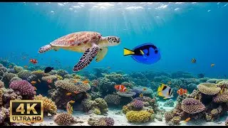 🐠 4K Coral Reef Aquarium – Peaceful Underwater Scenes with Meditation Music