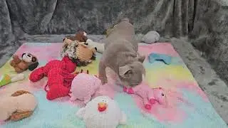 Jack Playing! Sugarplum Bulldogs!