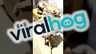Swole Dog Standing Up For Meals || ViralHog