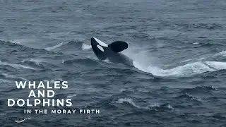 Watching Whales and Dolphins on the Highland Coast || Highlands - Scotland&rsquo;s Wild Heart