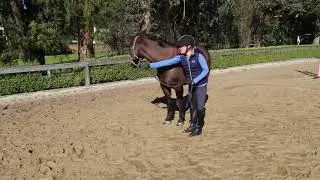 How to safely lead a horse
