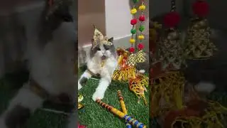 Happy Janmashtami 🙏❤️#janmashtami #janmashtmispecial #festival #cat #song #love #cute #catofyoutube