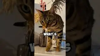 The Secret Reason Cats Knock Things Over #cat #shorts