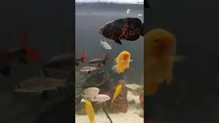 My  Oscars \ severum \ cichilds \ bala sharks \ rainbow shark \ and more #oscars #fish #aquarium
