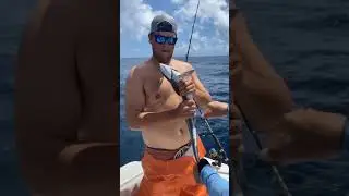 Remoras will stick to anything!