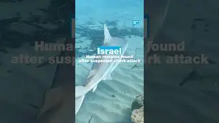 Israel: Human remains found after suspected shark attack &bull; FRANCE 24 English
